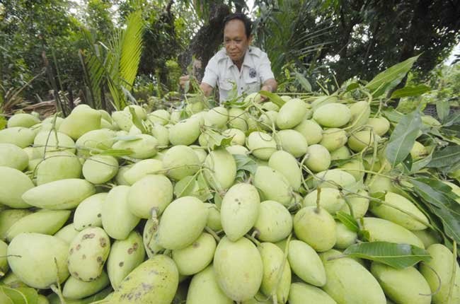 Dong Thap promotes fruit exports - ảnh 2